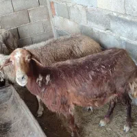گوسفند قربانی ماده