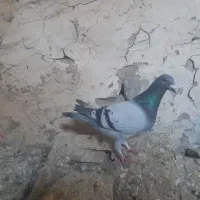پرنده دوبر طوقی ککیلی