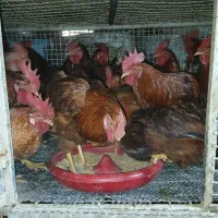 خروس