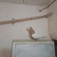 کبوتر