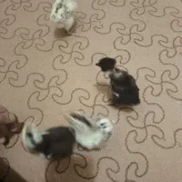 جوجه برهما و گردن لخت