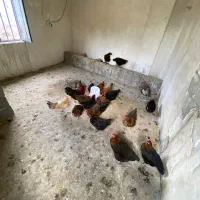 مرغ محلی تخم گذار