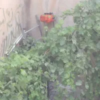 علف