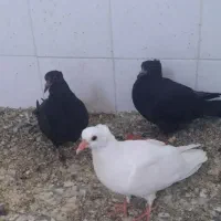 جوجه دمگیرغلاغ وسفیدکاکلی(دوبحر،دولا)