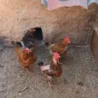 مرغ محلی