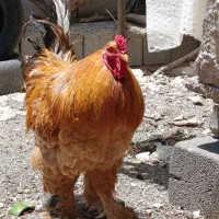 مرغ و خروس برهما و خروس آیسبار