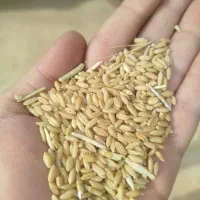 خرید نقدی گندم
