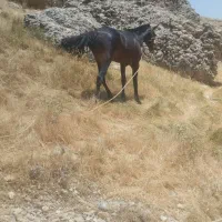 اسب جوان دو ساله