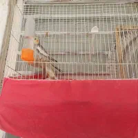 عروس هلندی