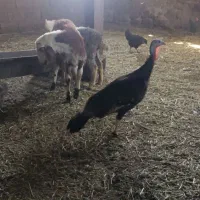 بوقلمون معاوضه