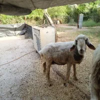 میش و بره ماده