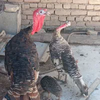 بوقلمون برنز