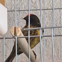 پرنده فروشی ثامن