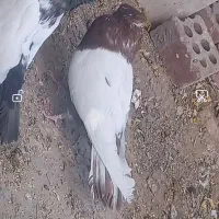 کبوتر|پرنده|زرند, |دیوار