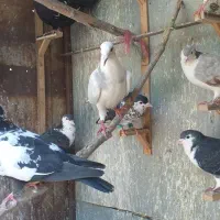 کفتر
