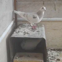 فروش و معاوضه