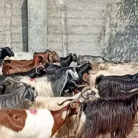 بز چاق