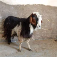 بز فروشی فوری