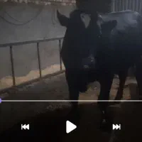دوعدد گاوچاق درجه یک