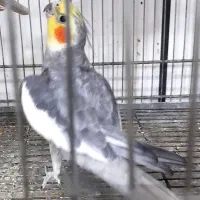 عروس هلندی بالغ و آماده سخنگو