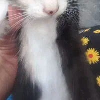 گربه