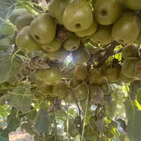 کیوی خونی