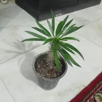 گیاه