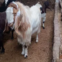 بز نر پاکستانی