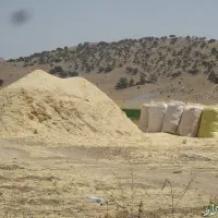کاه