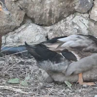 اردک روئن فرانسه