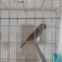 قناری نر قرص بخون