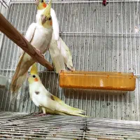فروش عروس هلندی