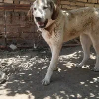 واگذاری سگ پژدر