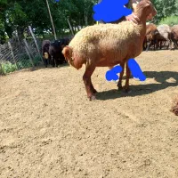 گوسفند چاق جوان