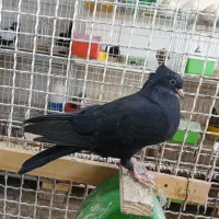 جوجه سینه سیاه