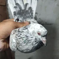 کبوتر مهری