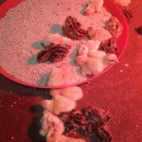 بلدر نژاد سنگین وتخمگذار