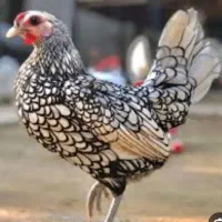 تخم مرغ چینی