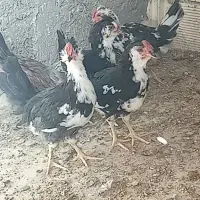نیمچه خروس پنگوئنی عشایری مرغ