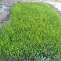 شلتوک