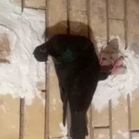 نرکلاغ