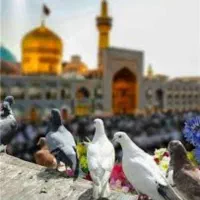 زیارت شاه خراسان مشهد همه روزه