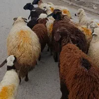 ۱۱راس گوسفند بره دار درجه یک
