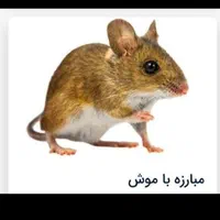 سمپاشی مبارزه باموش ریشه کنی 2۴ساعته باضمانت کتبی