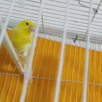 قناری نر و ماده