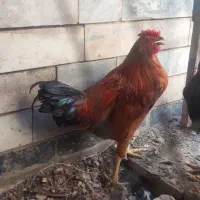 جوجه خروس