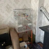 قفس پرنده