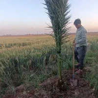 نخل خرما بزرگ وکوچک درب منزل شما.