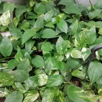 گل آپارتمانی طبیعی پتوس دستگرد برخوار اصفهان