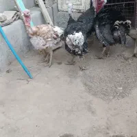 فروش بوقلمون نر